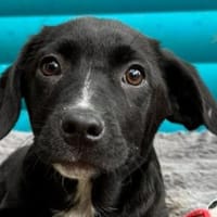 JOKO-bezaubernder Welpen-Rüde,28cm, Hund zur Adoption