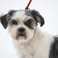 Picur  charmanter Begleiter, Hund zur Adoption