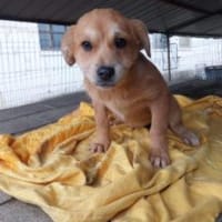 Hanna 32 cm (Jan 26) Pflegestelle, Hündin zur Adoption