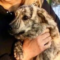 Bella 38 cm (Pflegestelle), Hündin zur Adoption