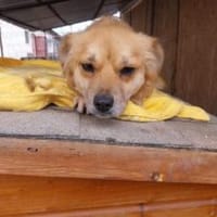 Hannelore 35 cm (Pflegestelle), Hündin zur Adoption