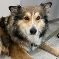 Hera❤aufgeschlossen,sozial, intelligent, Hündin zur Adoption