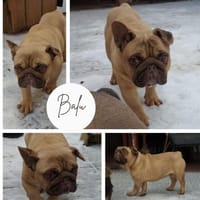 BALU PP sucht sehnsüchtig nach Liebe, Hund zur Adoption