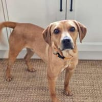 Forrest 3 -lebhaft,verspielt,sozial-, Hund zur Adoption