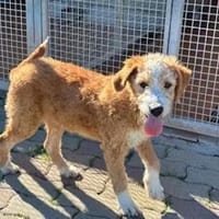 RICCIOLINA - ab 2/26 auf PS in München, Hündin zur Adoption