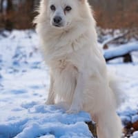 Gino - schüchterner Spitz sucht Zuhause, Hund zur Adoption