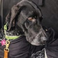 Evangelia -zur Pflege in 65205 Wiesbaden, Hündin zur Adoption