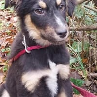 Kleiner, tapferer Tobi sucht ..., Hund zur Adoption