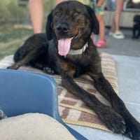 Matty sucht seine Familie, Hund zur Adoption