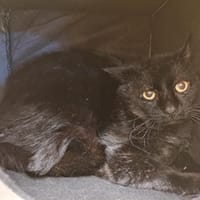 PAB28481 Turbo, chat à adopter