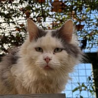 GARY, chat à adopter