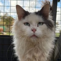 GARY, chat à adopter