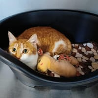 DARIA, chatte à adopter