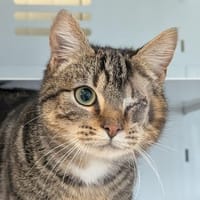 Gad, chat à adopter