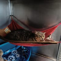 LAITA, chatte à adopter