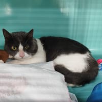 GUSTAVE, chat à adopter