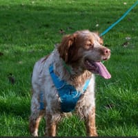 GRUYERE, chien à adopter