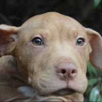 MIKE, chien à adopter