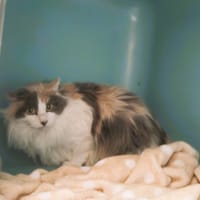 acacia, chatte à adopter