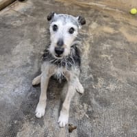 MILOU, chien à adopter