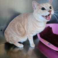 CARAMEL, chat à adopter