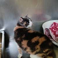 MINETTE, chatte à adopter