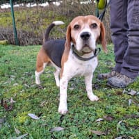 TAZER, chien à adopter