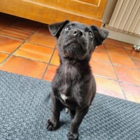 ARCKO, chien à adopter