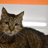 ANDY, chat à adopter