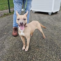 JUDY, chienne à adopter