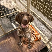 TEIKI (en attente de radio), chien à adopter