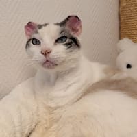 MALO, chat à adopter