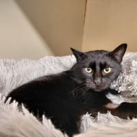 Noelia PAB28478, chatte à adopter