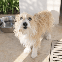 GUSGUS réservé, chien à adopter