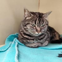 Misty pab28496, chatte à adopter