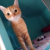 VENUS, chatte à adopter