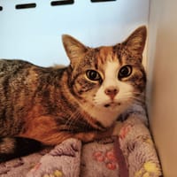 Framboise, chatte à adopter