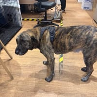 SEVEN, chien à adopter