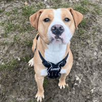 Mana, chienne à adopter