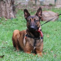 MAYA, chienne à adopter