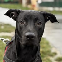 ZADIG, chien à adopter