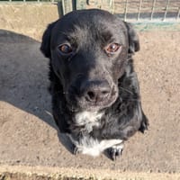 SULLY, chien à adopter