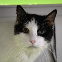 Tomy, chat à adopter