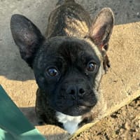 ZADIG, chien à adopter