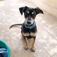 TIAKA reservée, chienne à adopter
