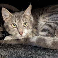 Arianna, chatte à adopter