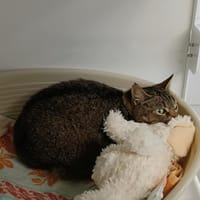 LINON, chatte à adopter