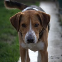 Atso, chien à adopter