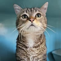 MOZART, chat à adopter