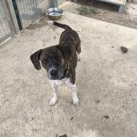 Bisbille, chienne à adopter